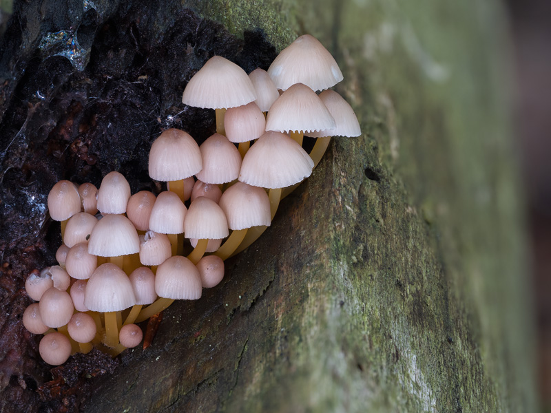 Mycena renati
